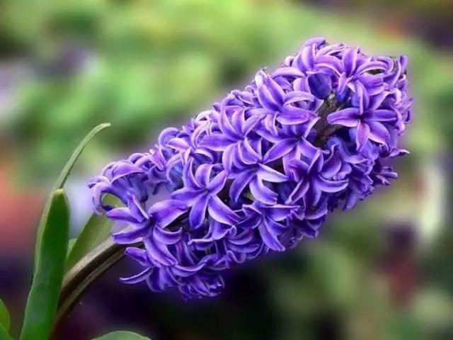 王花朵 149890206.jpg