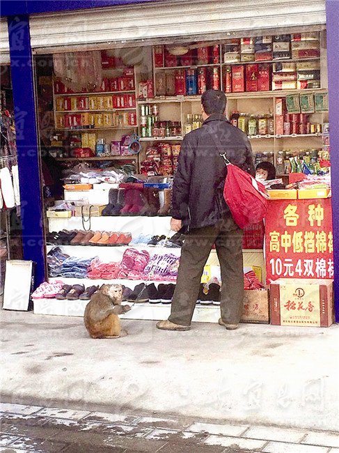 西陵现违法耍猴表演沿街乞讨 市民担心猴遭虐