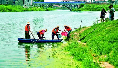 应城加大老府河水体修复力度 清理河道靓化家