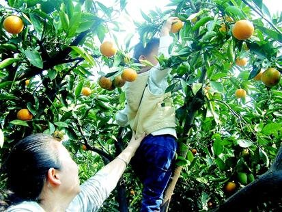 武汉市民橘园自助采摘 好橘子丢成堆橘农心痛
