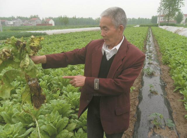 反常气温打乱生长节奏 新洲百万斤莴苣急盼买家