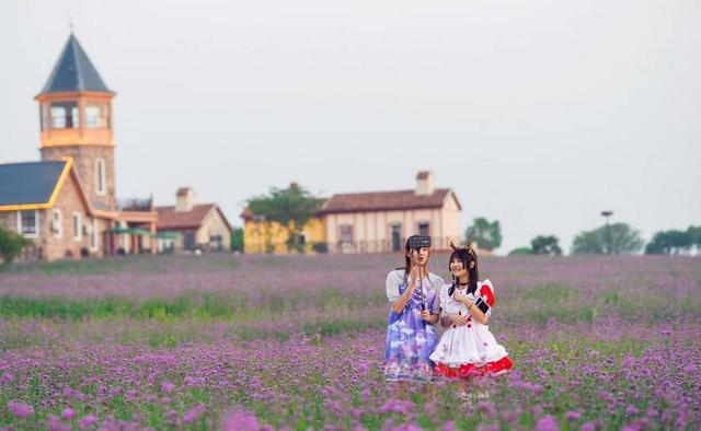 来超震撼马鞭草花海 闭着眼拍抖音都能成网红