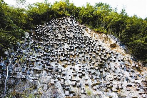 崖壁蜂巢成神农架奇景 现有蜂箱1100个(图)