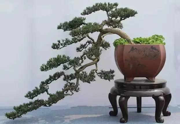 湖北第五届盆景评比暨"荆楚谣"杯盆景展即将举行