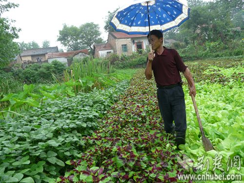 汉川降大雨缓解连日旱情(图)