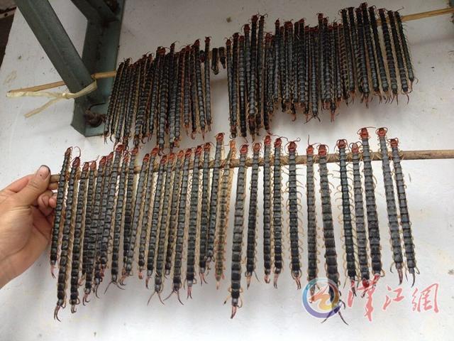 目前正值捕捉蜈蚣季节 两月可挣数万元(图)