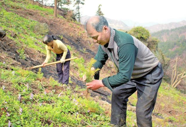 深山夫妻12年植树近30万株 带领乡亲改造荒山