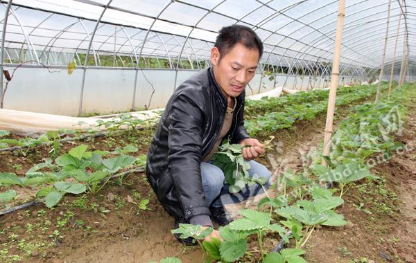 恩施一返乡农民工种植草莓 年收入25万余元(图