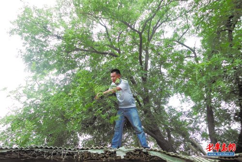 400岁老槐树,仨月两度开花