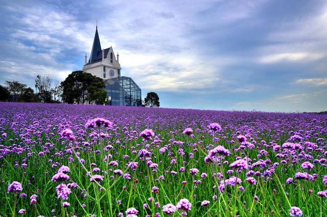 来超震撼马鞭草花海 闭着眼拍抖音都能成网红