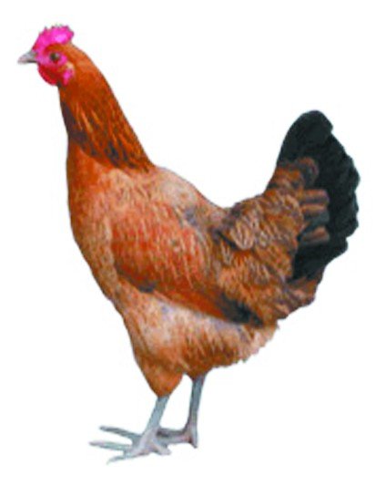 多数货架留给了山鸡蛋