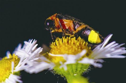 武汉萤火虫由百只减至20只 本土品种濒临灭绝