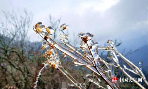 神农架现冰挂景观 草木穿上水晶装冻成“冰棍”