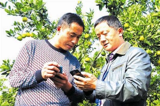 丹江口橘农:今年流行手机卖桔子
