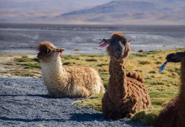 全世界最难签的国家开放落地签 无数人列为此生必去