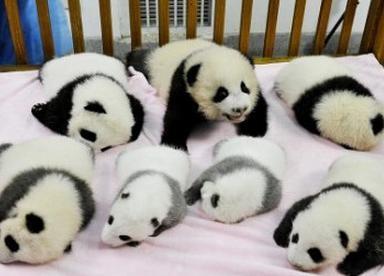 四川雅安招聘熊猫帮主 20万年薪陪熊猫玩耍