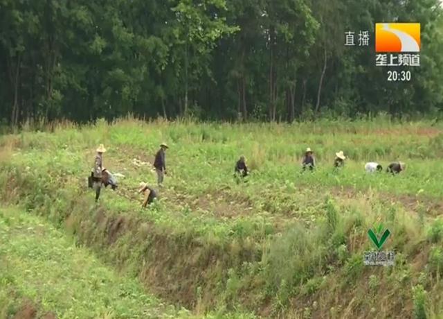 荒地变成致富田 湖北一村庄实现土地产业融合