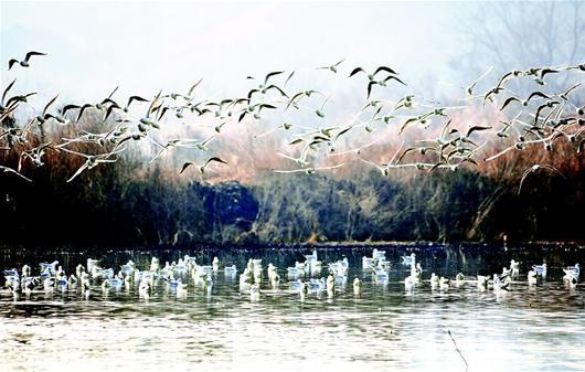 梁子湖数万只鸥鸟迎风展翅形成乡间一道风景线