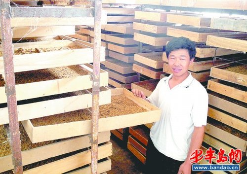 他养黄粉虫,远销到国外