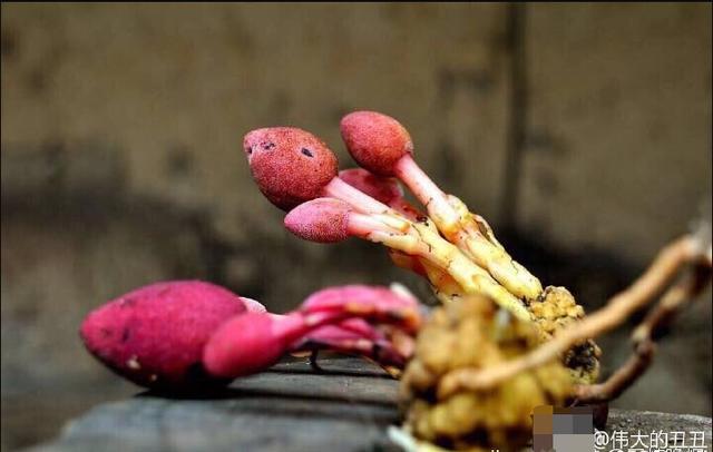 宜昌男子山中采药 意外发现文王一支笔(图)