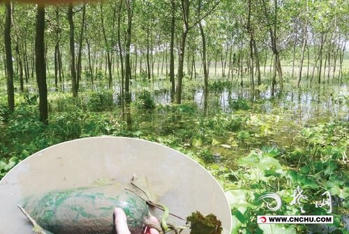 荆州男子百亩冬瓜田遭受水灾 一夜损失十余万