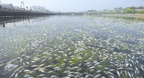 荆州护城河现大量死鱼 疑因天气突变水体污染