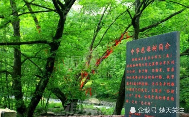 十堰有棵 中华慈母树 附10种植物集4科5属一身