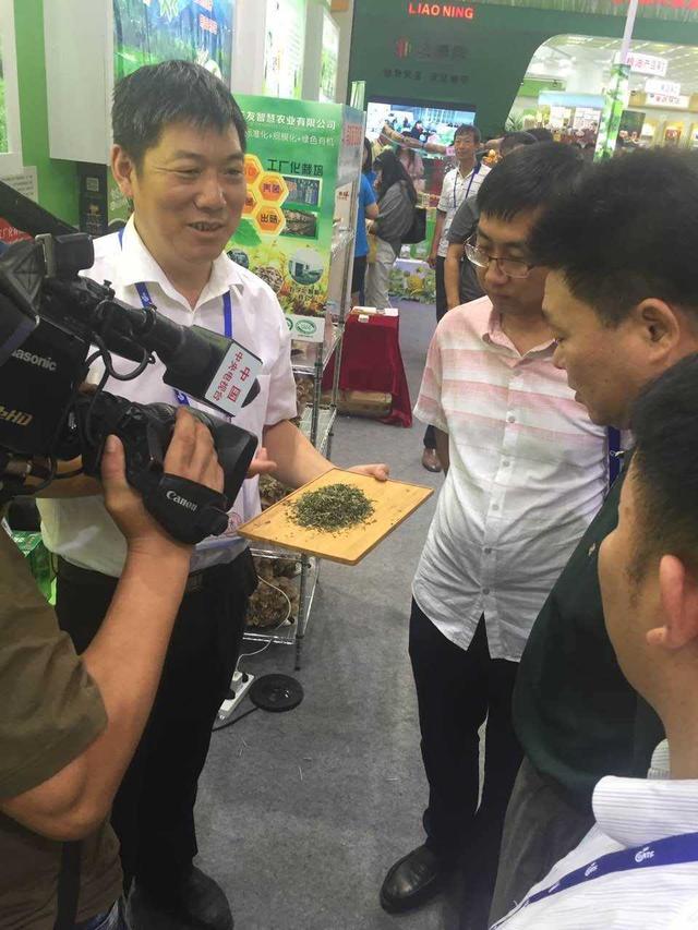 媲美龙井