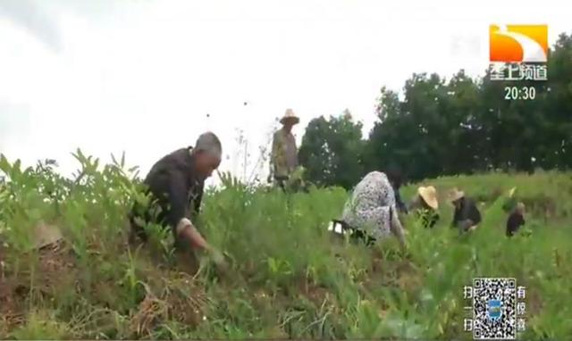 荒地变成致富田 湖北一村庄实现土地产业融合