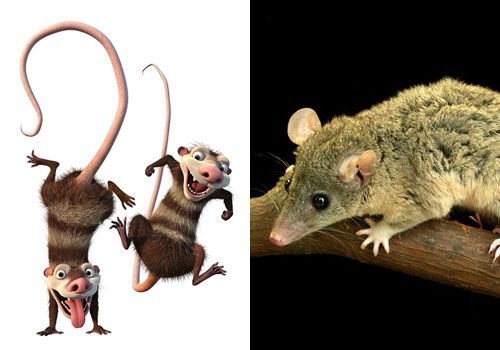 动物也疯狂 跟《冰河世纪4》主角来场环球冒险_大楚网_腾讯网