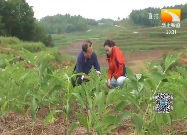 荒地变成致富田 湖北一村庄实现土地产业融合