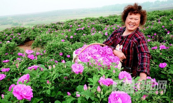 枣阳计划5年种植玫瑰10万亩成世界最大种植基地