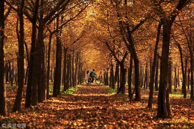 赏秋何必出国?深秋漫步中国8个最美赏银杏胜