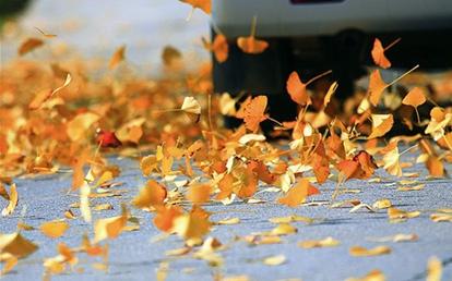 随州中国千年银杏谷带来秋的诗意