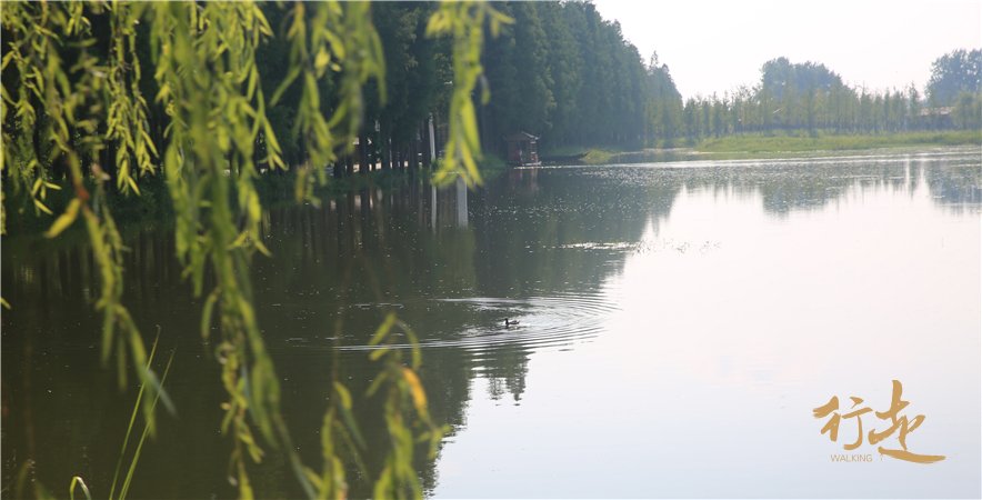 漫步水上森林-仙桃梦里水乡 _行走·探索与发