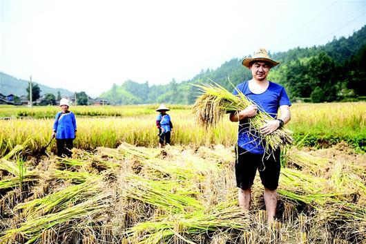 湖北设计师贵州种大米 微营销百元一斤黑米最