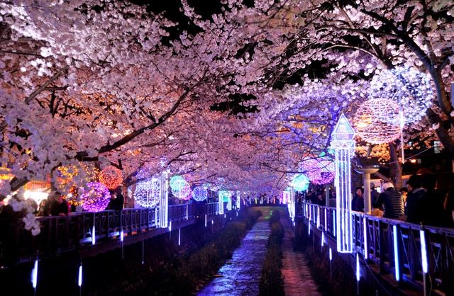 世界十大赏花仙境 美丽超乎你想象