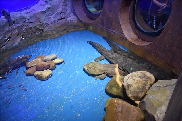 先睹为快!宜昌海底世界6月30日开幕