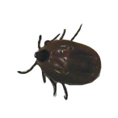 68561817.jpg