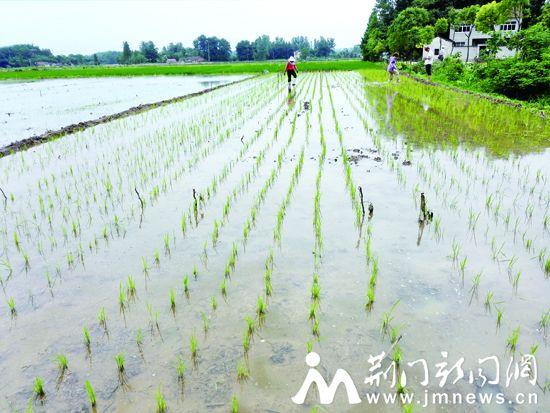 东宝镇人口_镇脑宁胶囊东宝
