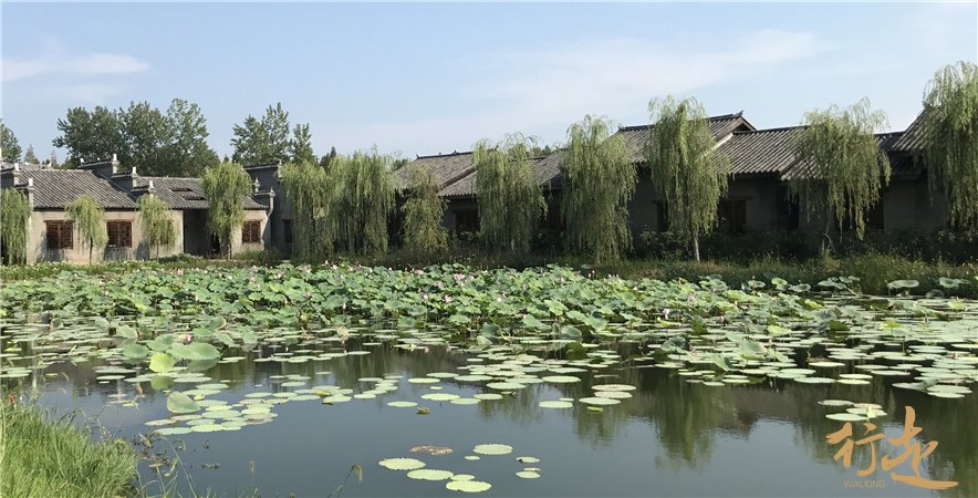 漫步水上森林-仙桃梦里水乡 _行走·探索与发