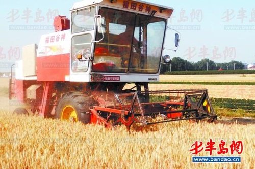 即墨66万亩小麦开机收割