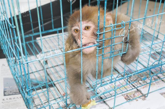 山上抓来猕猴拿到市场售卖 卖猴男子涉嫌犯罪