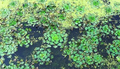 东湖长出野菱角 东湖渔场称水质变好可以吃