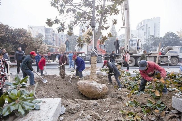 长虹路绿化景观改造工程动工 预计下月10日完