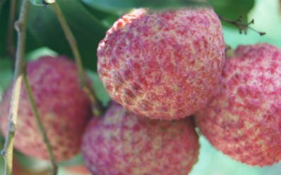 月经不调吃什么 3类食物吃掉月经不调