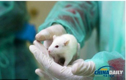日本科学家用一滴血克隆出雌老鼠 可繁殖后代
