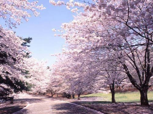 思川端康成的舞女 南伊豆半岛看樱花_旅游频道