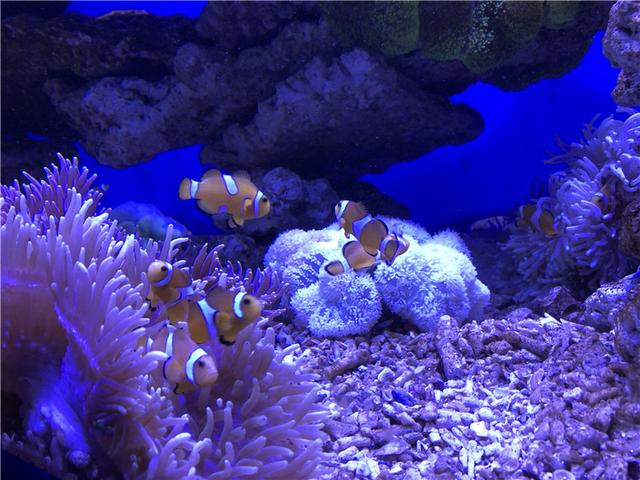 先睹为快!宜昌海底世界6月30日开幕