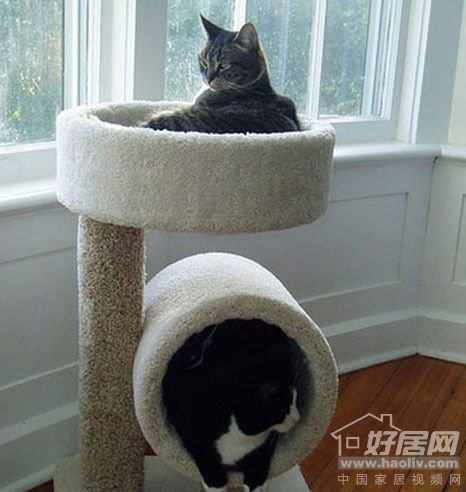 给猫一个充满宠物的家12个句子家居创意设计v宠物标语情趣的情趣的文明有图片